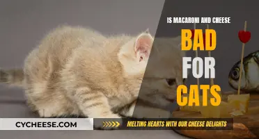 Mac and Cheese: A Feline Diet No-No