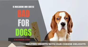 Mac and Cheese: A Dog's Dietary Danger