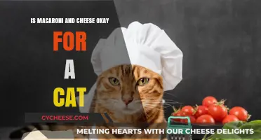 Mac and Cheese: A Feline-Friendly Treat?