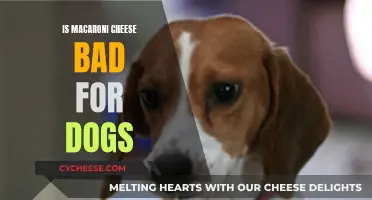 Mac and Cheese: A Dog's Dietary Danger