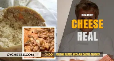 Maggot Cheese: Uncovering the Truth Behind This Bizarre Delicacy