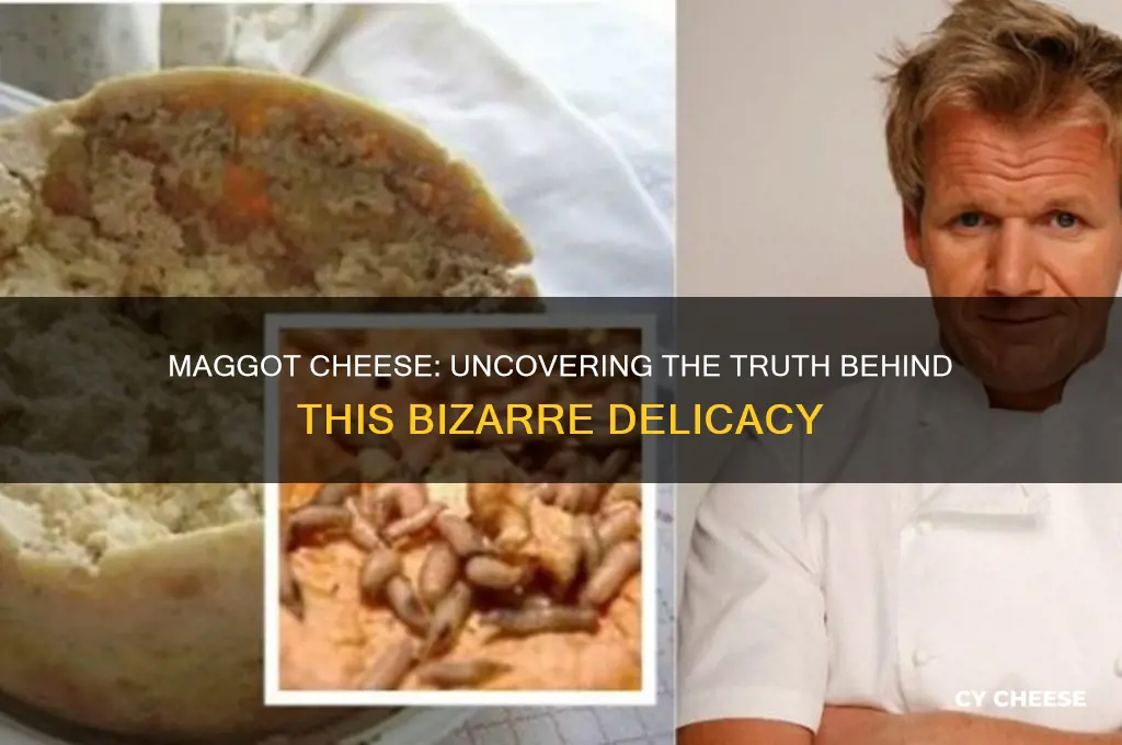 is maggot cheese real