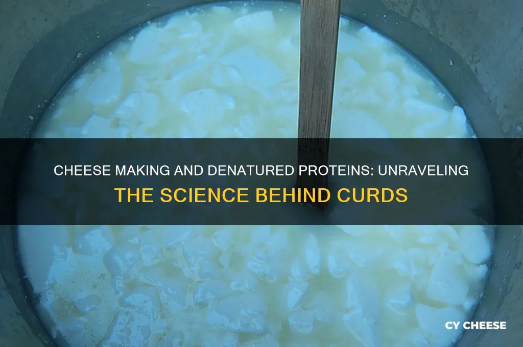 is making cheese an example of denatured protein