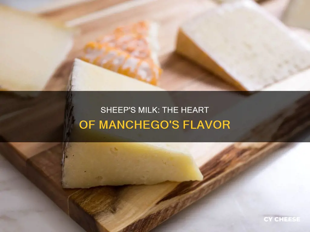 is manchego cheese made from sheep