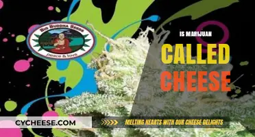 Is Marijuana Called Cheese? Unraveling the Mystery Behind the Nickname