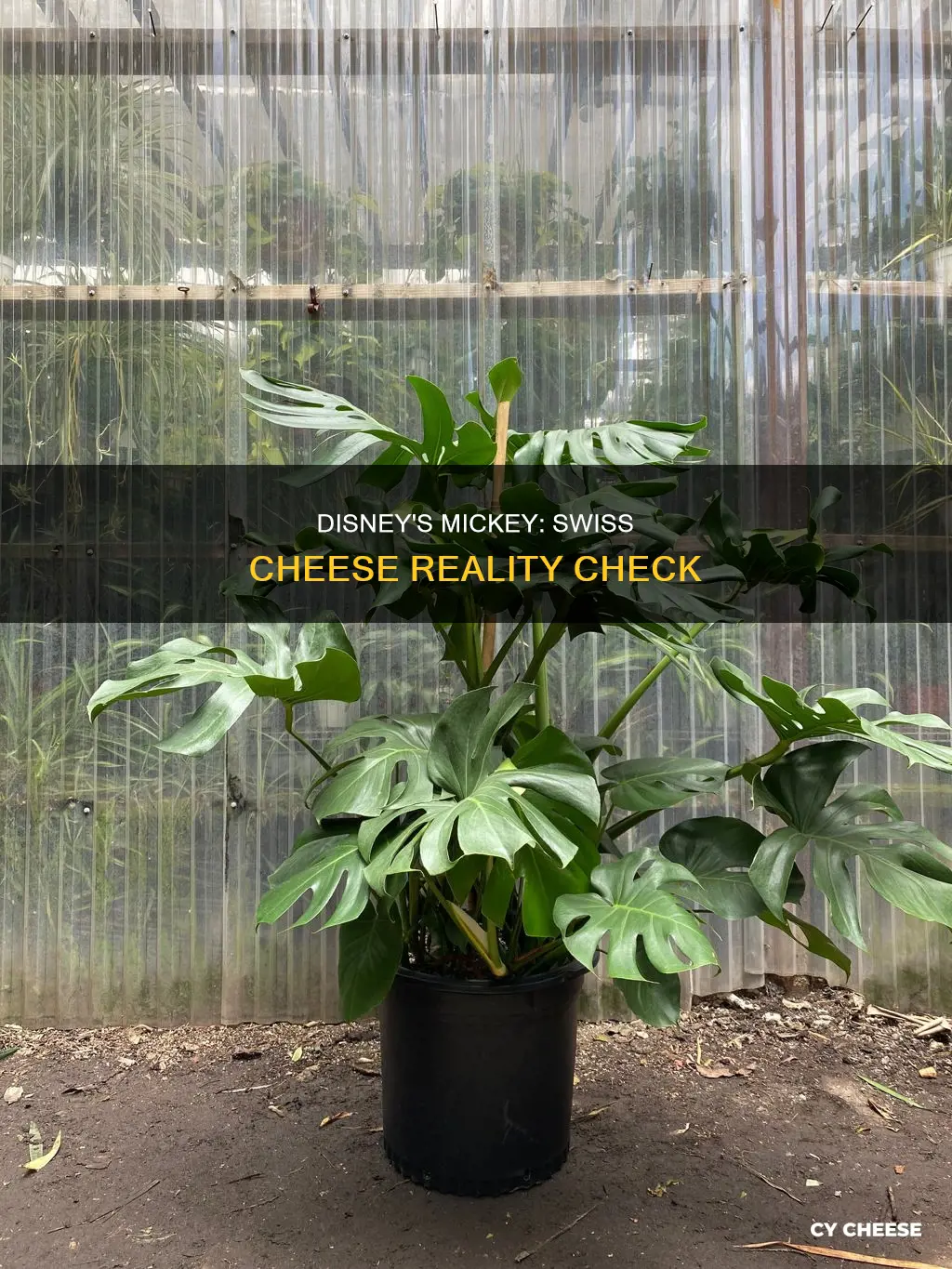 is mickey making swiss cheese real