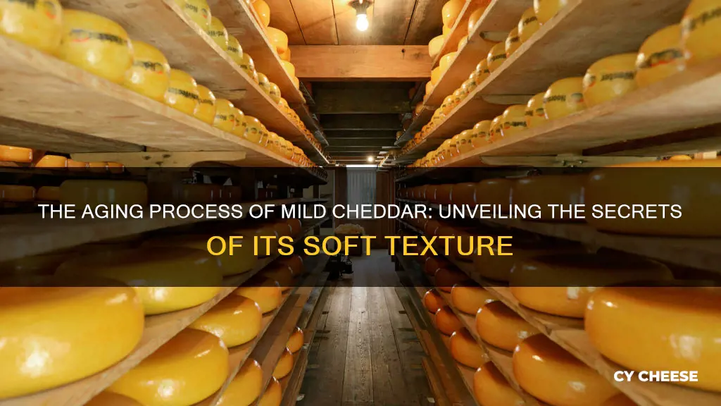 is mild cheddar cheese aged