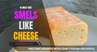 The Mystery of Milk: Why Does It Smell Cheesy?