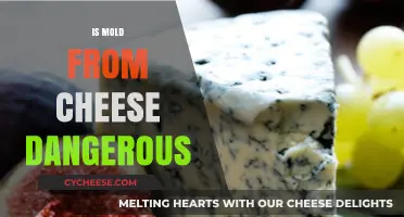 Is Mold on Cheese Harmful? Understanding Risks and Safety Tips