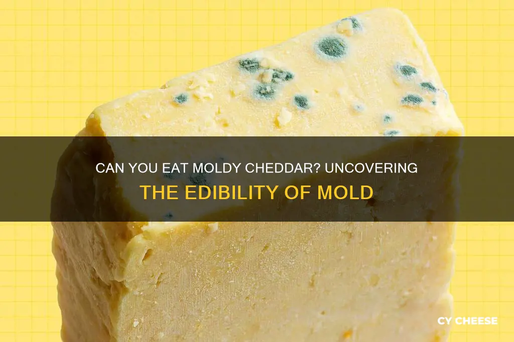 is mold on cheddar cheese edible