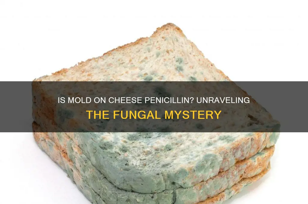 is mold on cheese penicillin