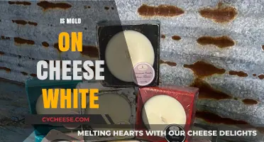 Is Mold on Cheese White? Understanding Cheese Mold Colors