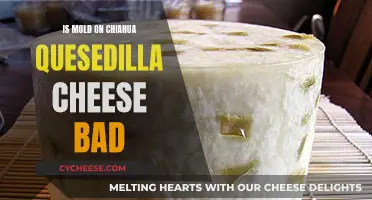 Moldy Chihuahua Quesadilla Cheese: Safe to Eat?