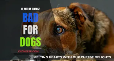 Moldy Cheese: A Dog Owner's Concern