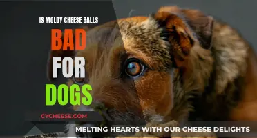 Moldy Cheese Balls: A Dangerous Treat for Dogs