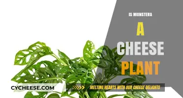 Is Monstera a Cheese Plant? Unraveling the Confusion and Facts