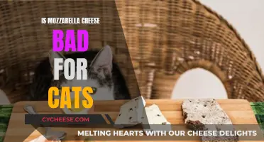 Mozzarella Cheese: A Cat-astrophic Treat?