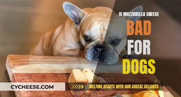 Mozzarella Cheese: Safe or Not for Dogs?