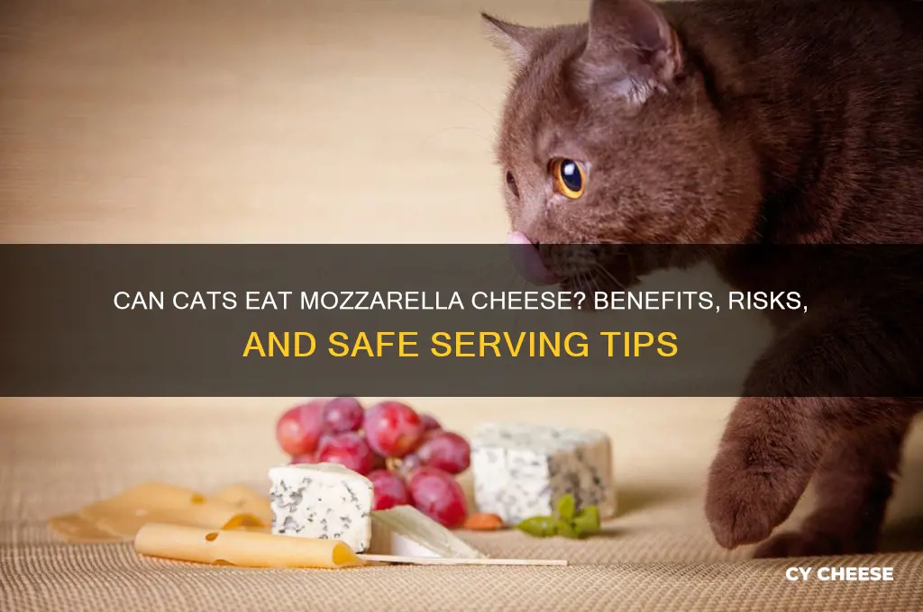 is mozzarella cheese good for cats