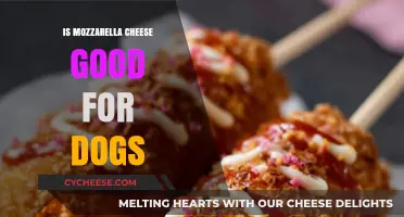Can Dogs Eat Mozzarella Cheese? Benefits, Risks, and Serving Tips