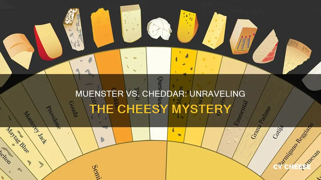 is muenster cheese cheddar