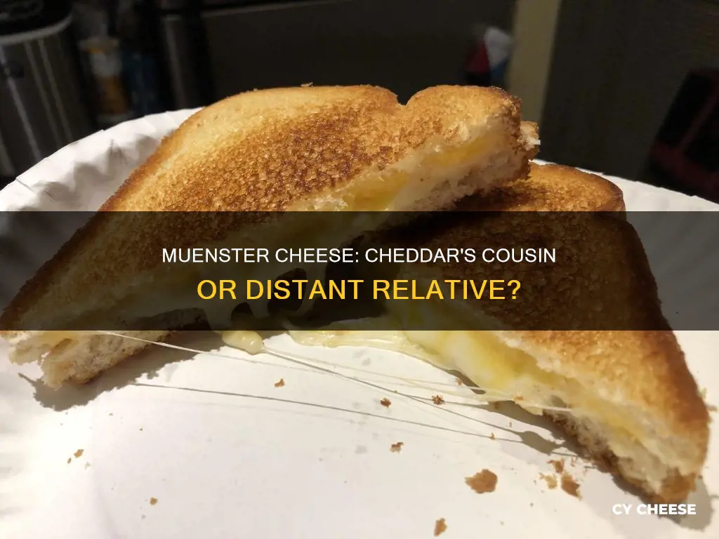 is muenster cheese cheddar