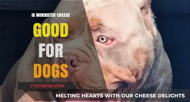 Can Dogs Eat Muenster Cheese? Safety and Benefits Explained