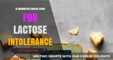 Can Lactose Intolerant People Enjoy Muenster Cheese? Find Out Here