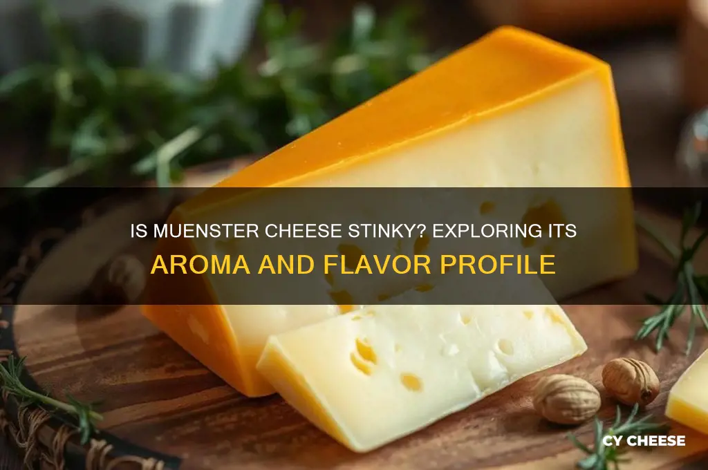 is muenster cheese stinky