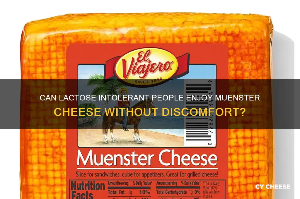 is muenster cheese to heavy for lactose intolerance