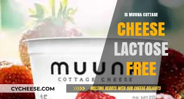 Is Muuna Cottage Cheese Lactose-Free? A Complete Guide for Dairy Lovers