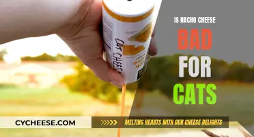 Nacho Cheese: A Cat Owner's Conundrum