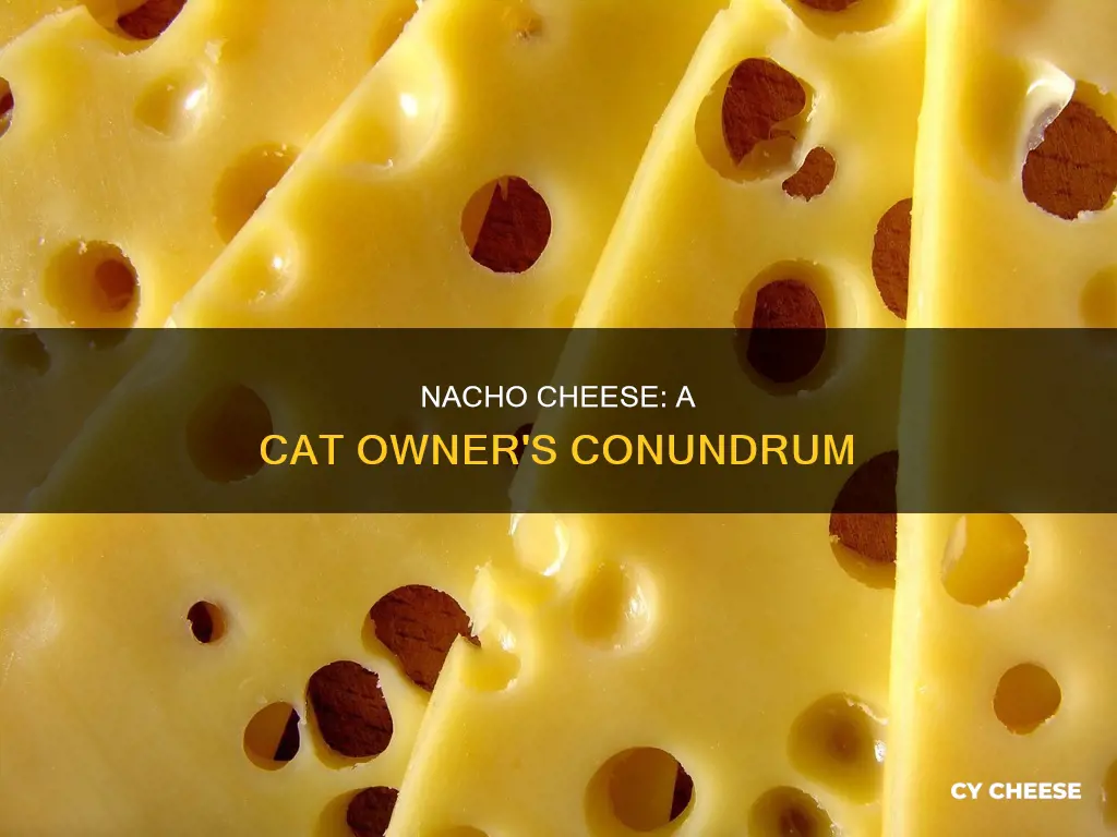 is nacho cheese bad for cats