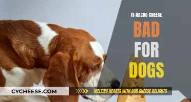 Nacho Cheese: A Tasty Treat or a Danger for Dogs?