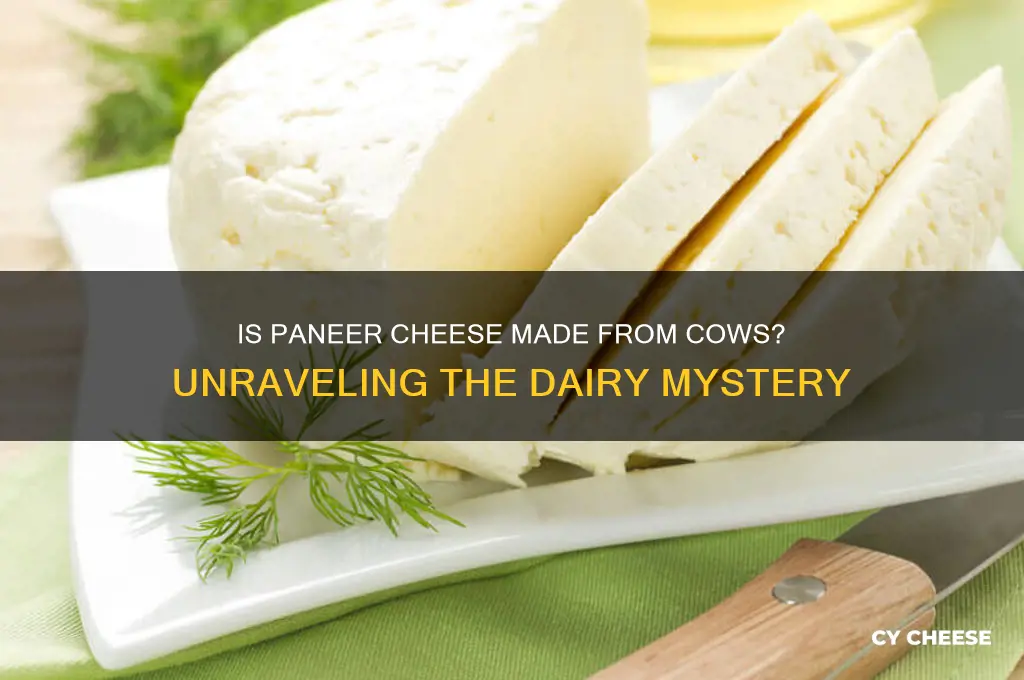 is paneer cheese cows