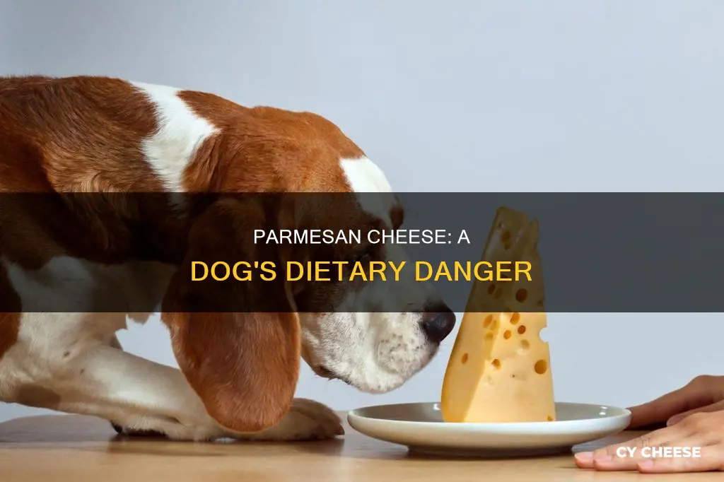 is parmesan cheese bad for dogs