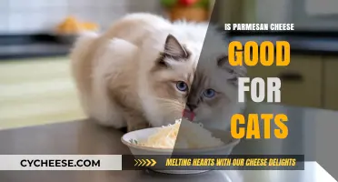 Can Cats Eat Parmesan Cheese? Benefits, Risks, and Safe Serving Tips