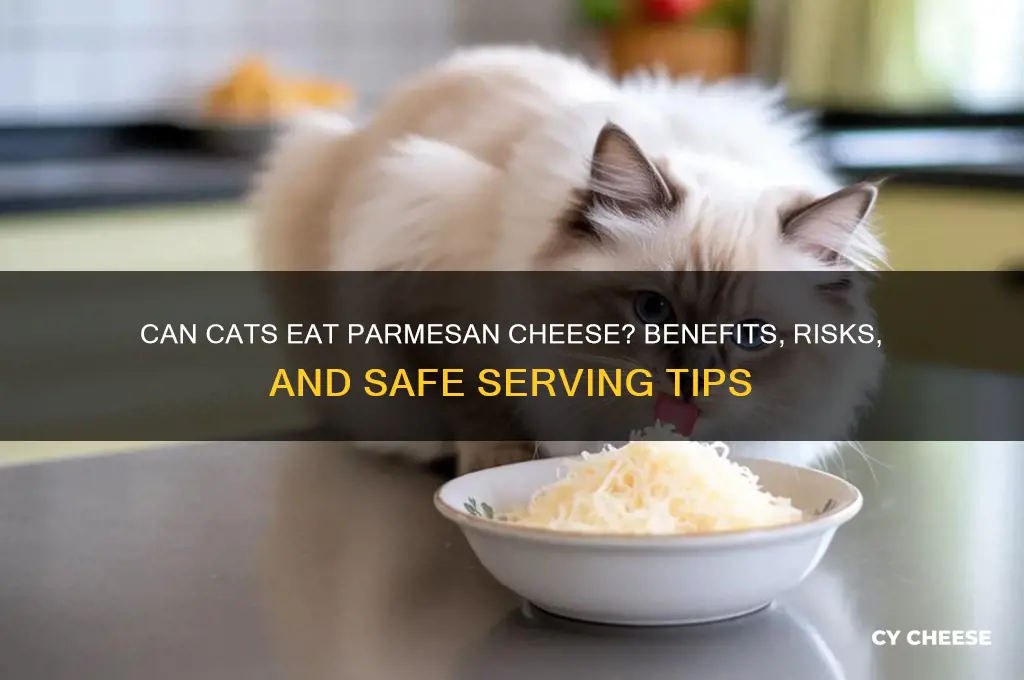is parmesan cheese good for cats