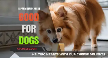 Can Dogs Eat Parmesan Cheese? Benefits, Risks, and Safe Serving Tips