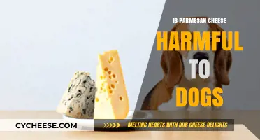 Parmesan Cheese: Safe or Harmful for Dogs?