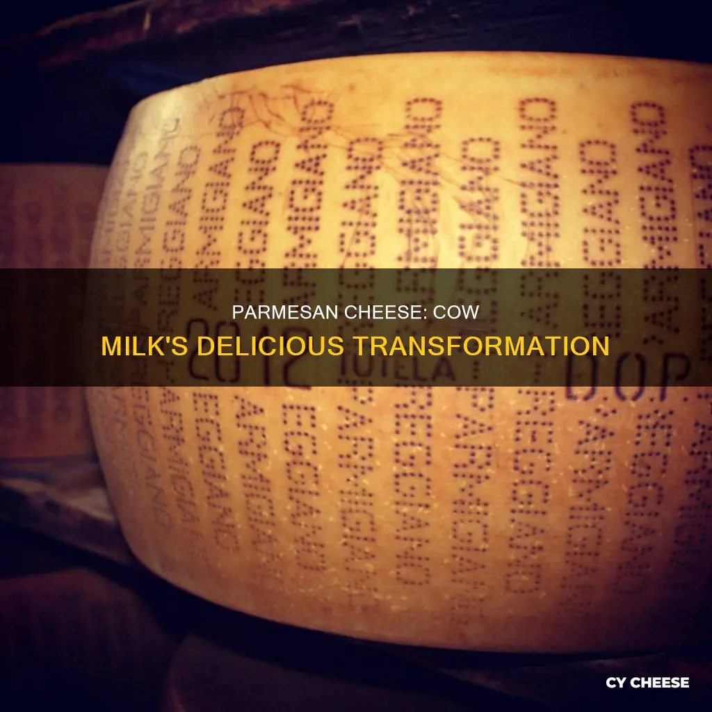 is parmesan cheese made from cow milk