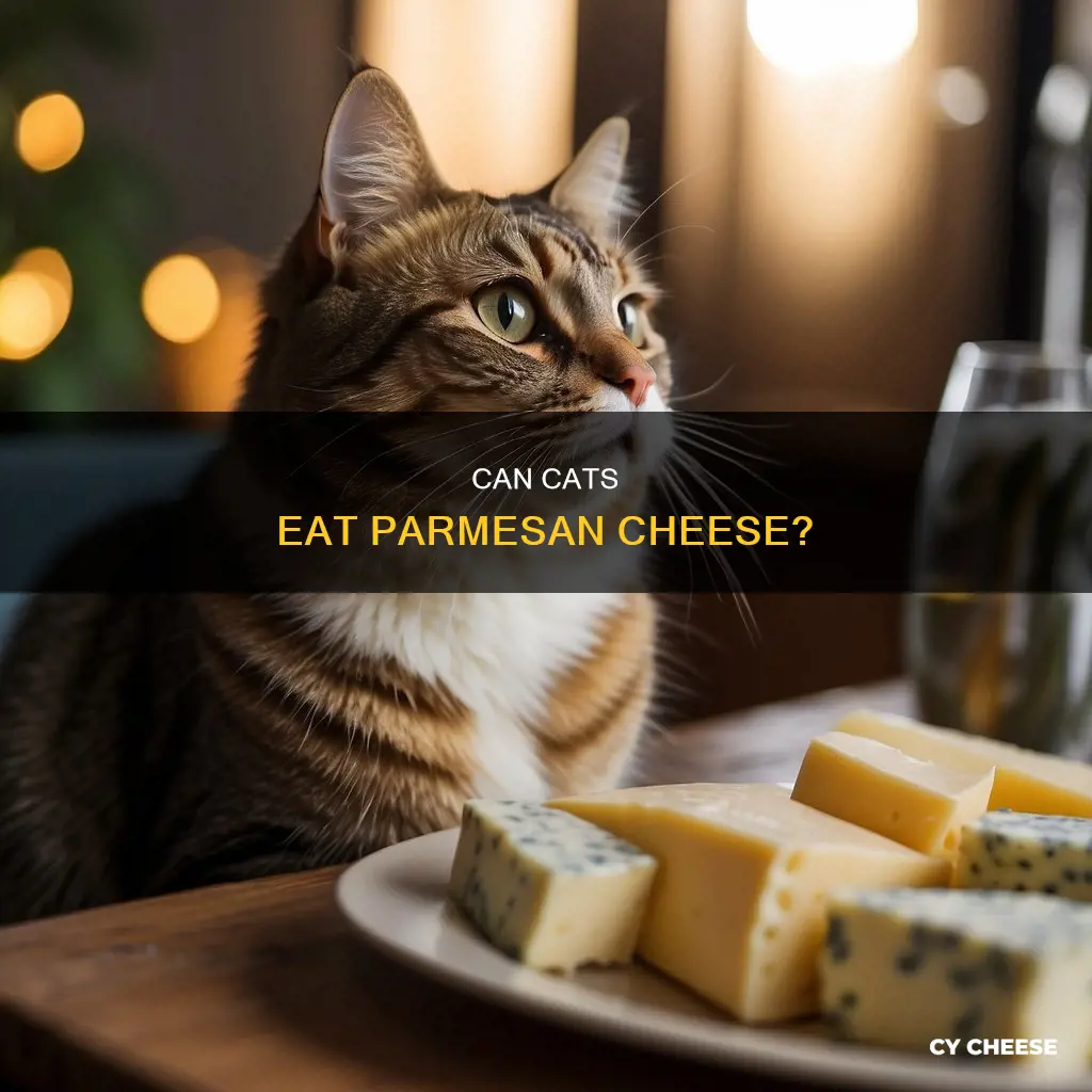 is parmesan cheese toxic to cats