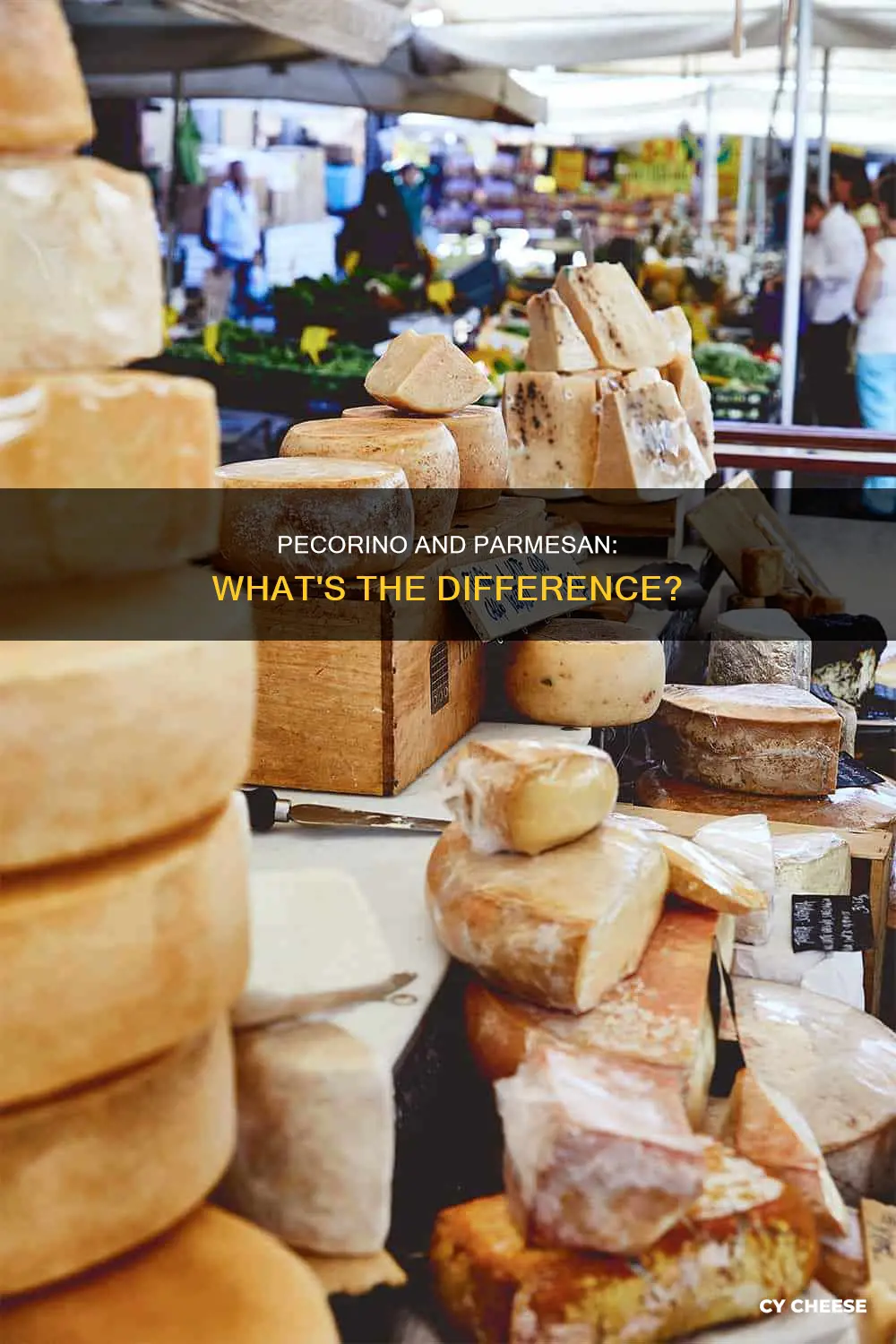 is pecorino cheese parmesan