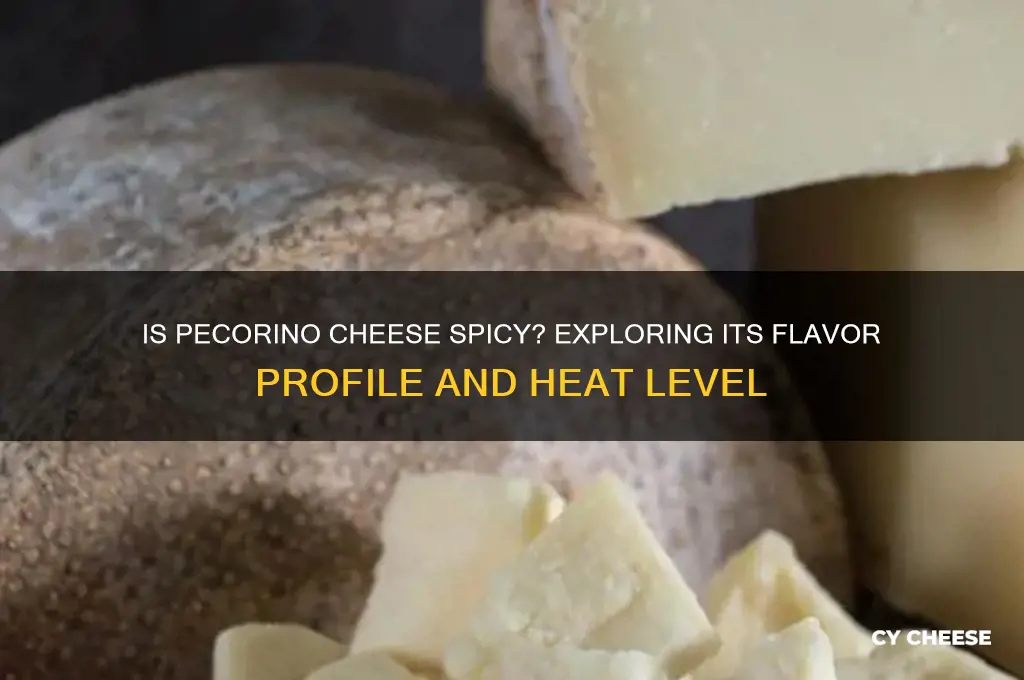 is pecorino cheese spicy