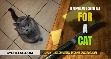 Can Cats Eat Pepper Jack Cheese?