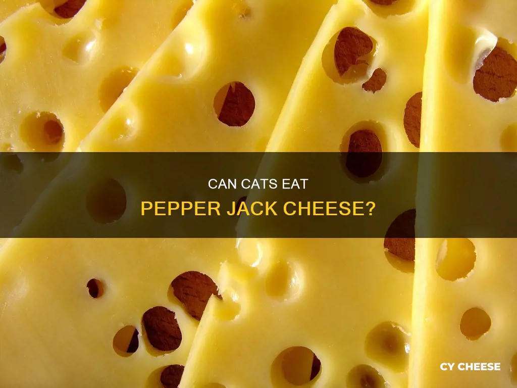 is pepper jack cheese bad for a cat