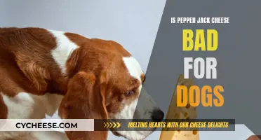 Can Dogs Eat Pepper Jack Cheese?