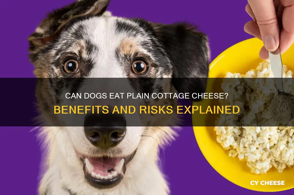 is plain cottage cheese good for dogs