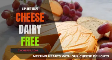 Plant-Based Cheese: Is It Dairy-Free?
