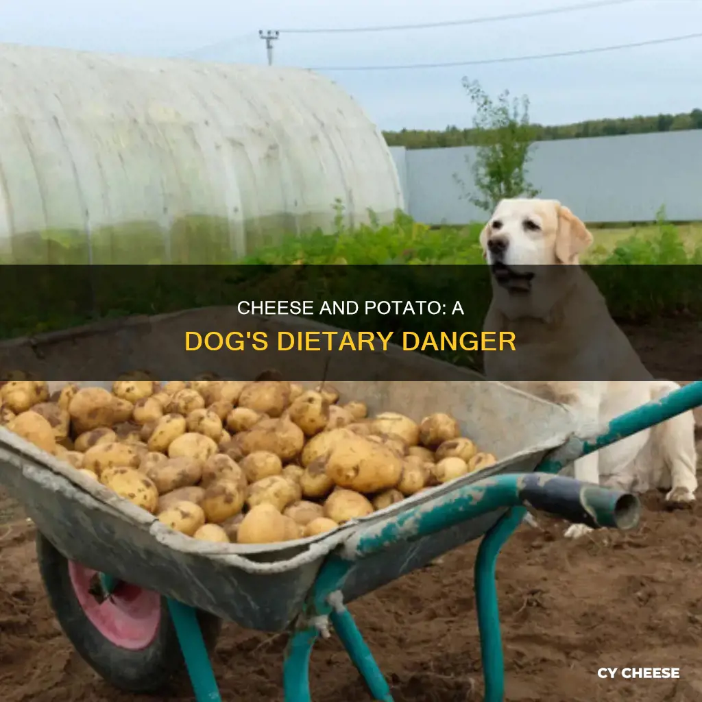 is potato and cheese bad for dogs